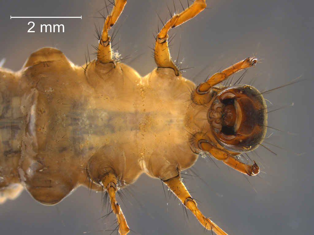 Limnephilus binotatus